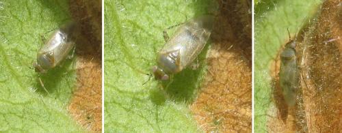 Campylomma verbasci